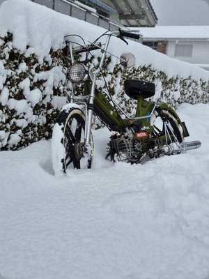 athena_flöcki athena_flöcki